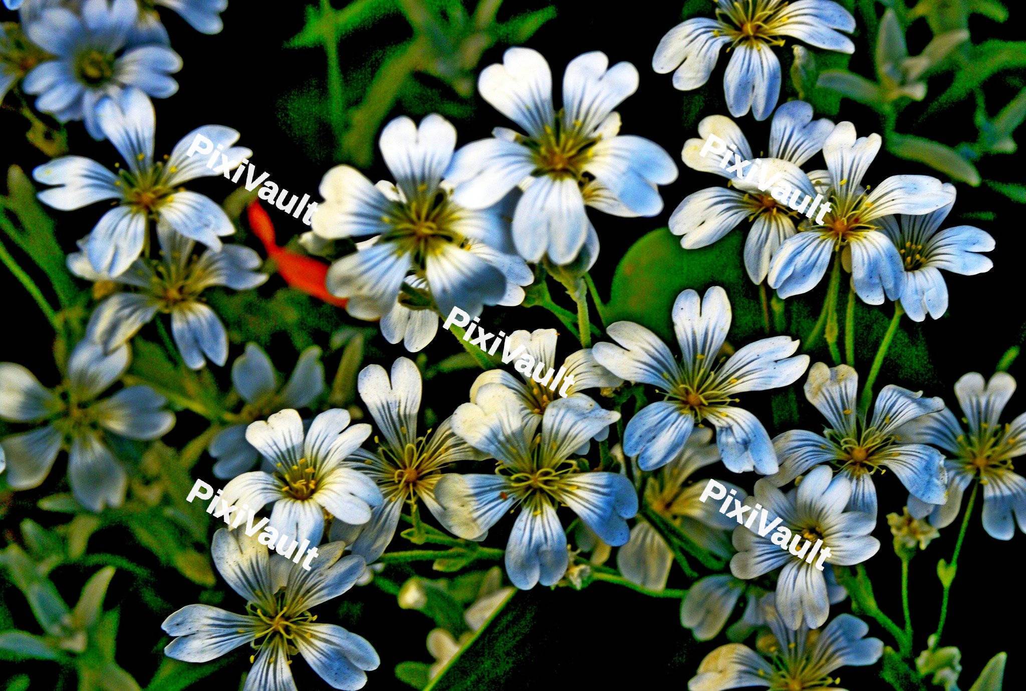 Stitchwort Flowers